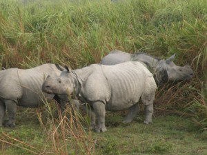 rhino kaziranga national park