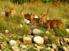 Splendours of Uttaranchal Wildlife