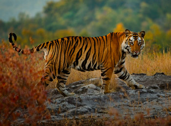 Golden Triangle Tour Package India Ranthambore With Tiger Safari